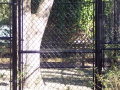 houston-zoo-cassowary-enclosure-2008-3